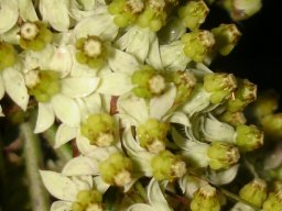Xysmalobium involucratum night photo